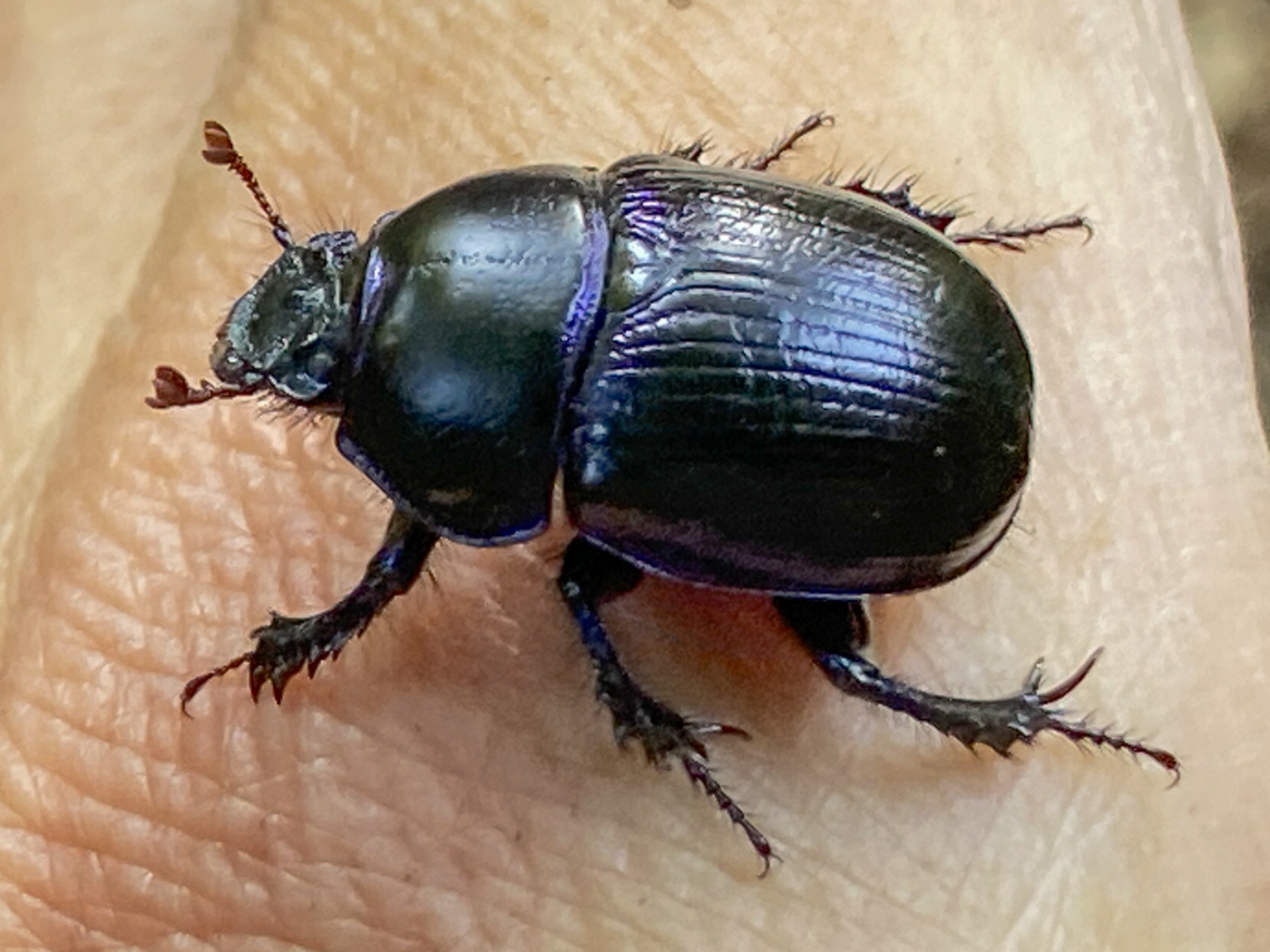 Dung Beetle by Tim Sanderson